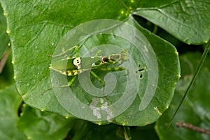 Indian flower mantisÂ at green nature